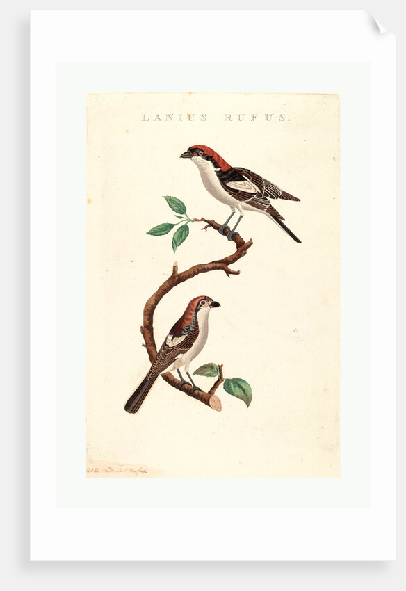 Lanius Rufus by Anonymous