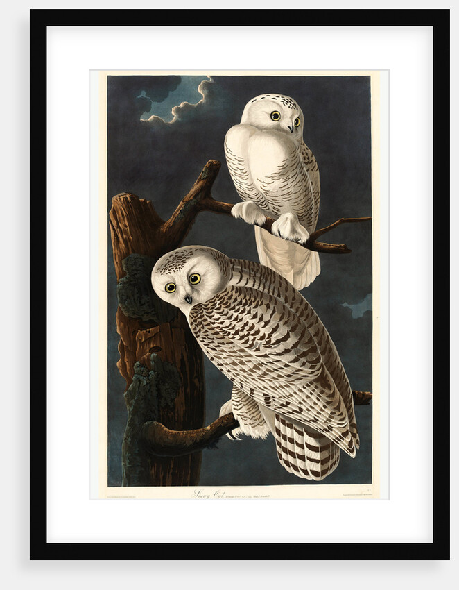 Snowy Owl, 1831 by Anonymous
