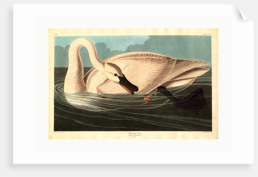 Trumpeter Swan by Anonymous