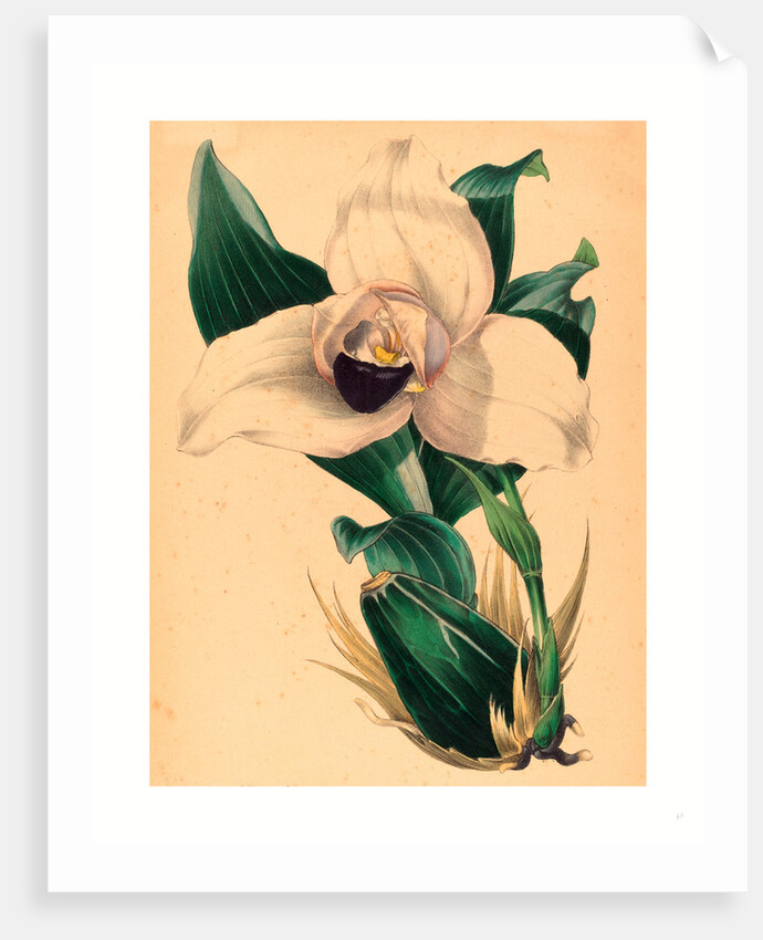 Lycaste Skinneri by Anonymous