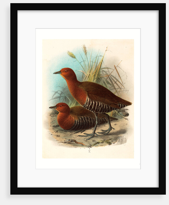 Birds of Philippines by Anonymous