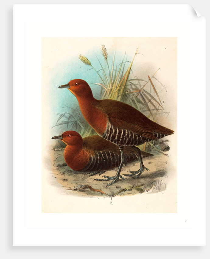 Birds of Philippines by Anonymous