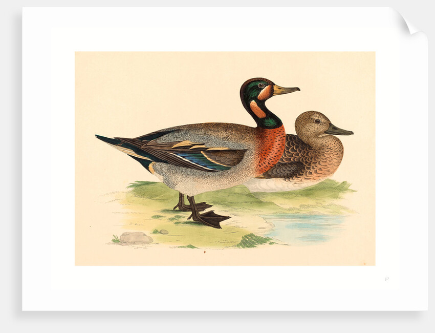 British 19th Century by Anonymous