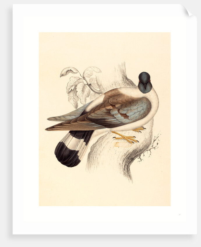 Columba Leuconota (Snow Pigeon) by Anonymous