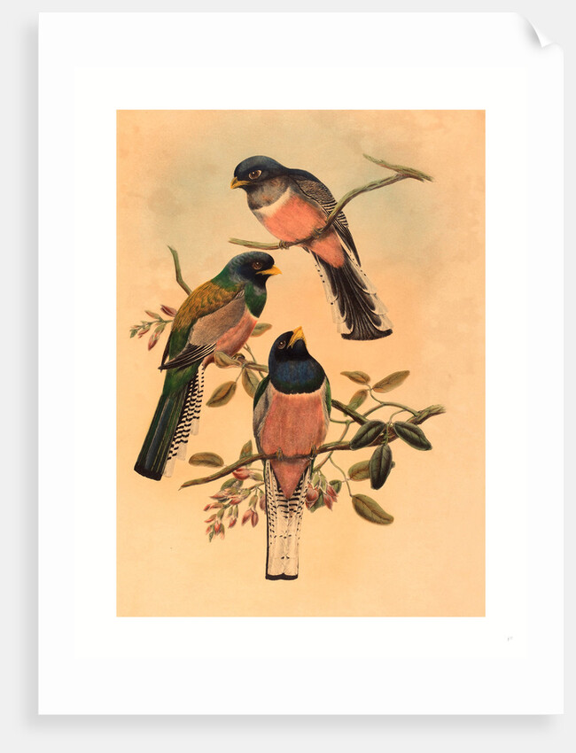 Trogan Variegatus by Anonymous