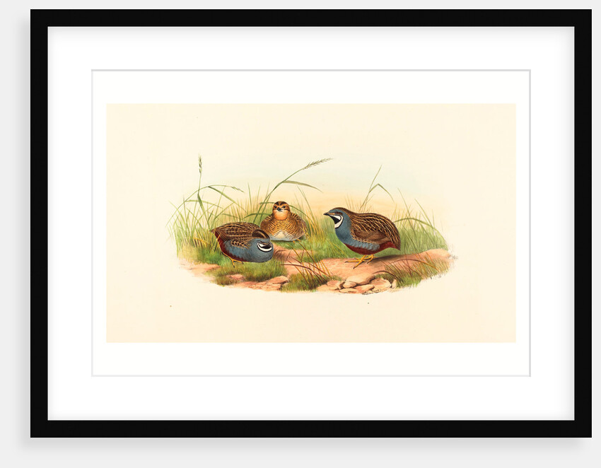 Excalftoria Minima (Blue-Breasted Quail) by Anonymous