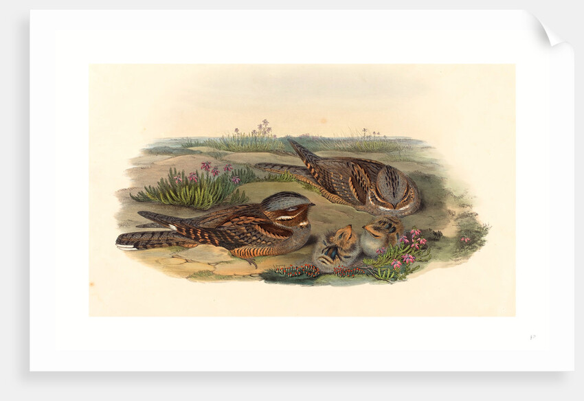 Caprimulgus Europaeus (Nightjar) by Anonymous