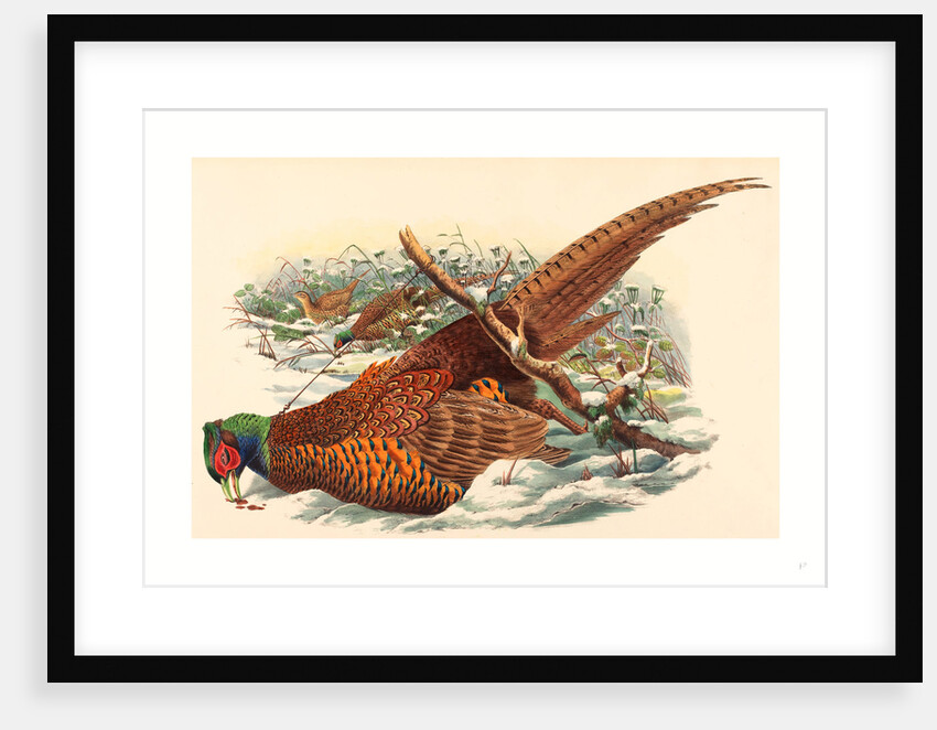 Phasianus Colchicus (Ring-Necked Pheasant) by Anonymous