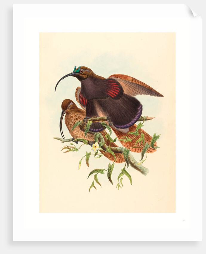 Drepanornis Albertisi (Black-Billed Sicklebill Bird of Paradise) by Anonymous