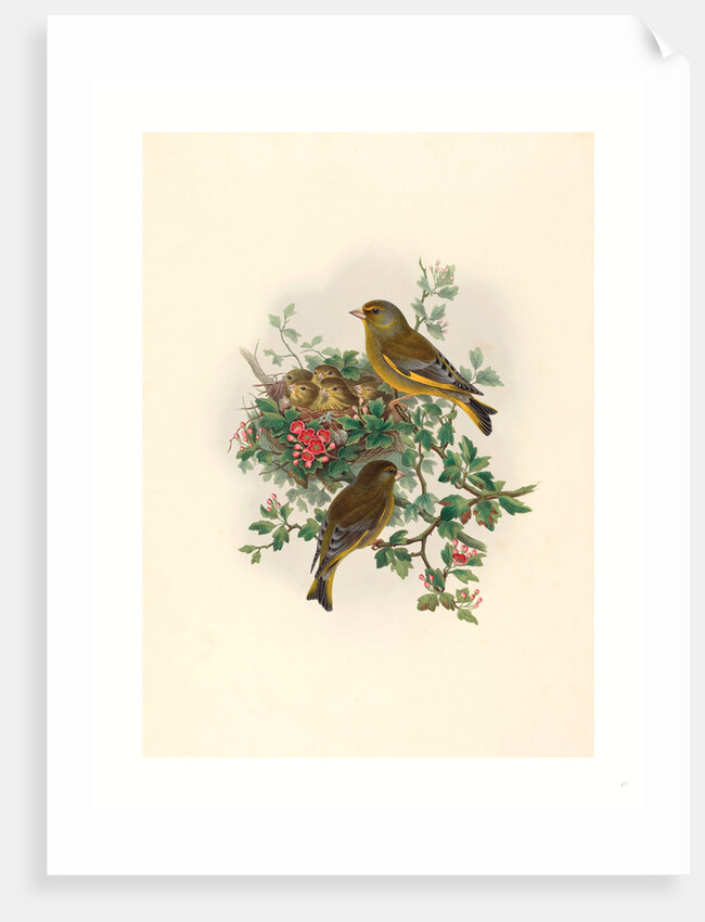 Ligurinus Chloris (Greenfinch) by Anonymous