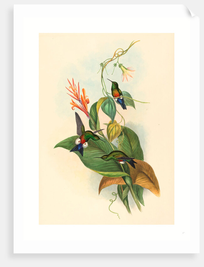 Eriocnemis Cupreiventris (Coppery Vented Puff Leg) by Anonymous