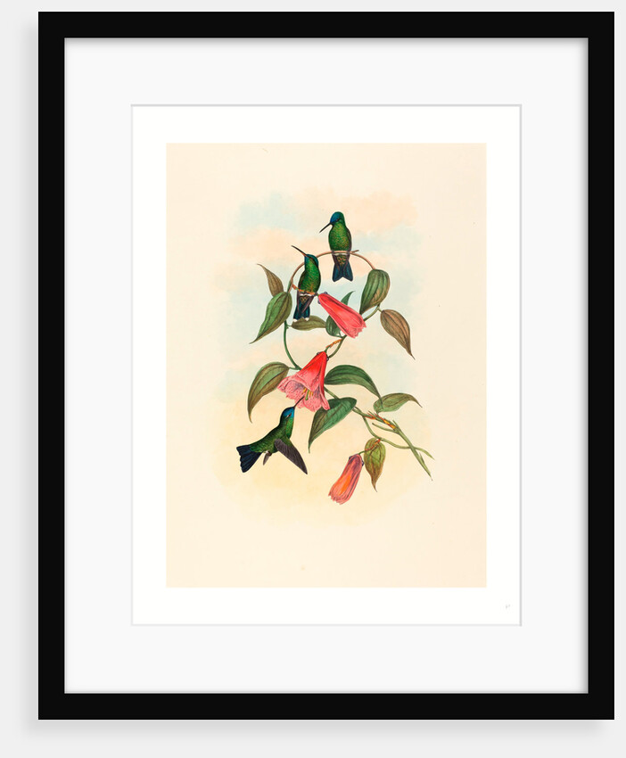 Eucephala Smaragdocaerulea (Gould's Wood Nymph) by Anonymous