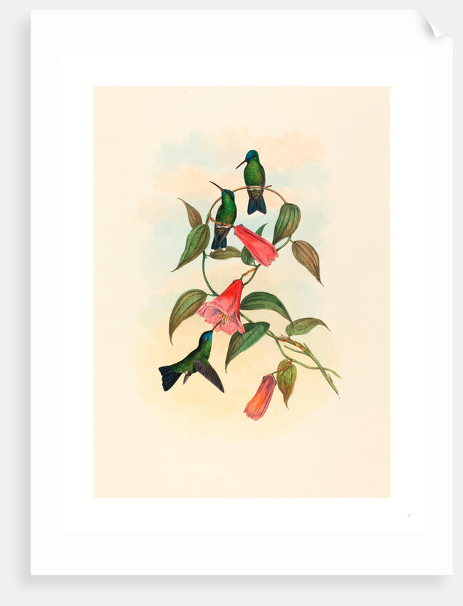 Eucephala Smaragdocaerulea (Gould's Wood Nymph) by Anonymous