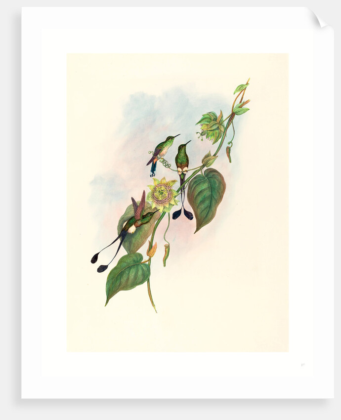 Spathura Underwoodi (White-Footed Racket-Tail) by Anonymous