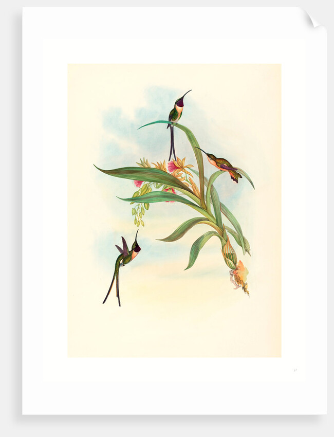 Tharmastura Enicura (Slender Shear-Tail) by Anonymous