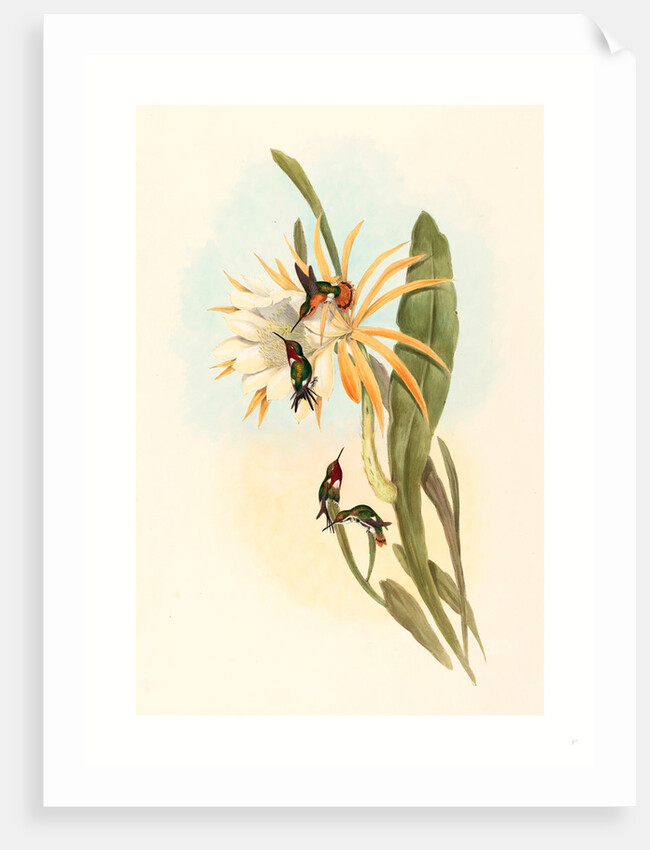 Calothorax Heliodori by Anonymous