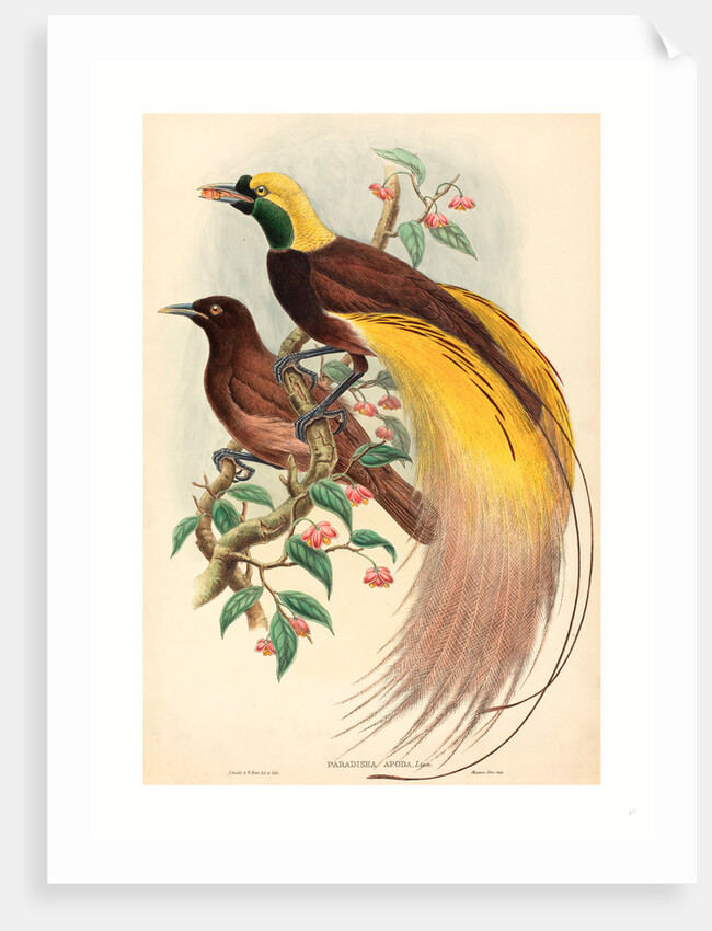Bird of Paradise (Paradisea Apoda) by Anonymous