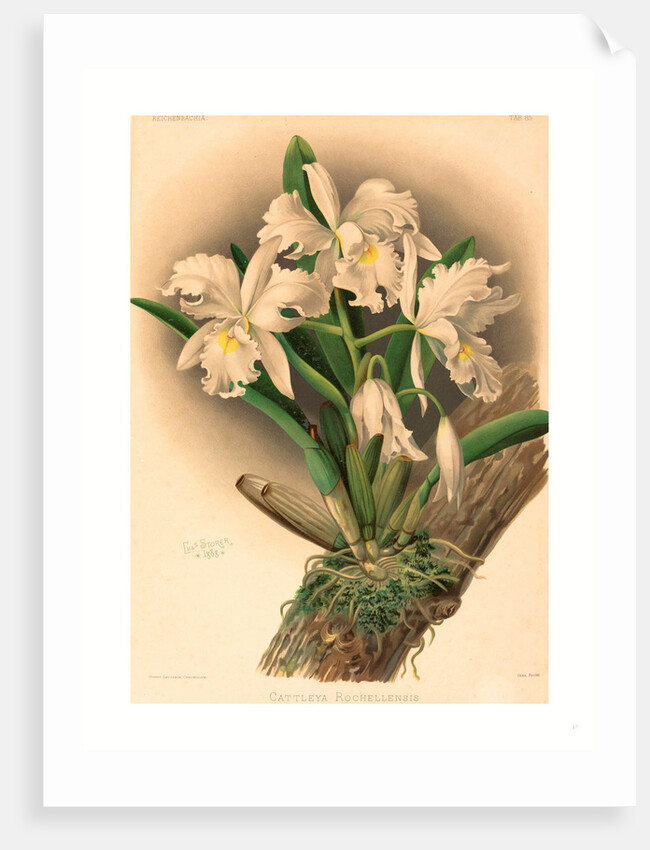 Gustav Leutzsch after Charles Storer by Anonymous