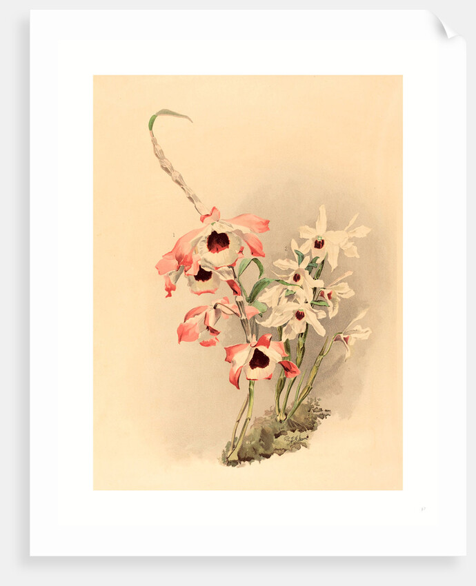 Joseph Mansell after Henry George Moon by Anonymous