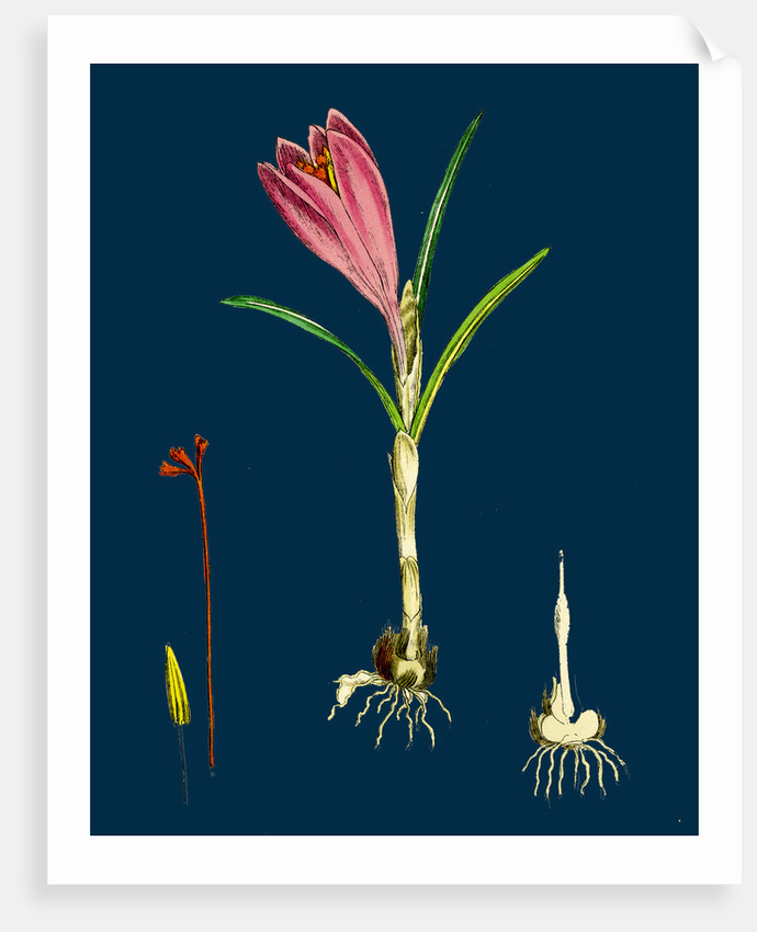 Crocus Vernus; Purple Crocus by Anonymous