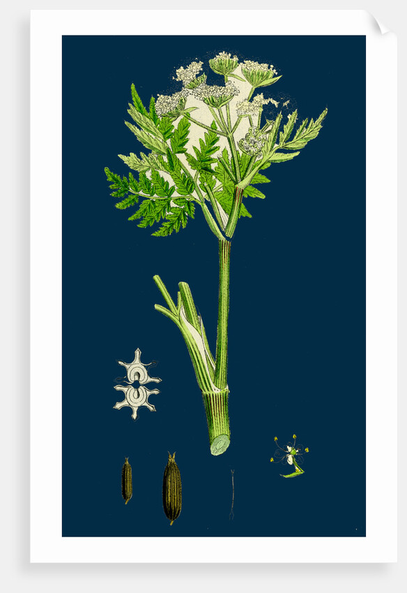 Myrrhis Odorata; Sweet Cicely by Anonymous