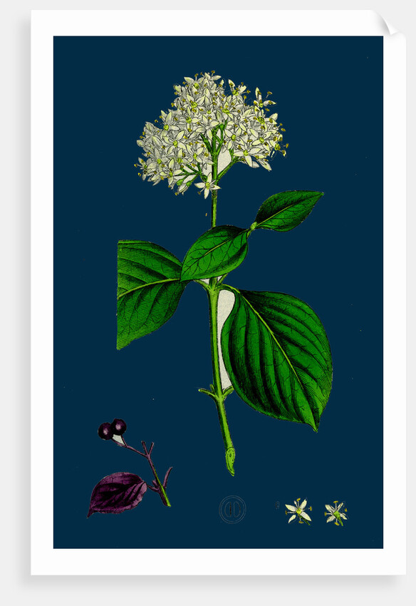 Cornus Sanguinea; Common Dogwood by Anonymous