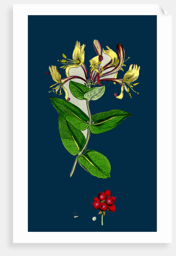 Lonicera Periclymenum; Common Woodbine by Anonymous