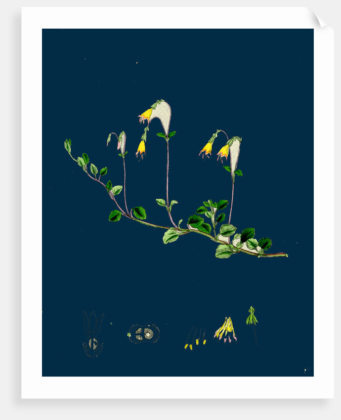 Linnaea Borealis; Two-Flowered Linnaea by Anonymous