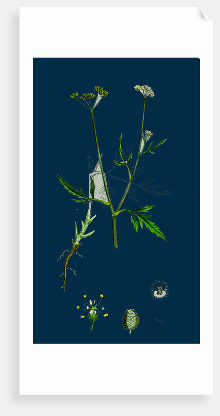 Caucalis Infesta; Field Hedge-Parsley by Anonymous