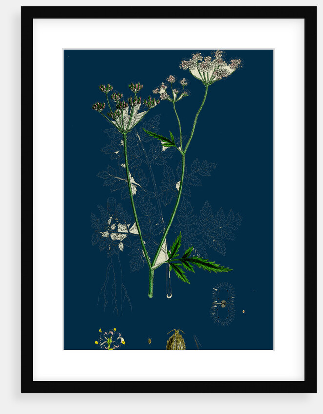 Caucalis Anthriscus; Upright Hedge-Parsley by Anonymous