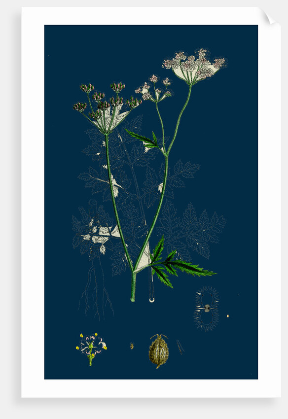 Caucalis Anthriscus; Upright Hedge-Parsley by Anonymous