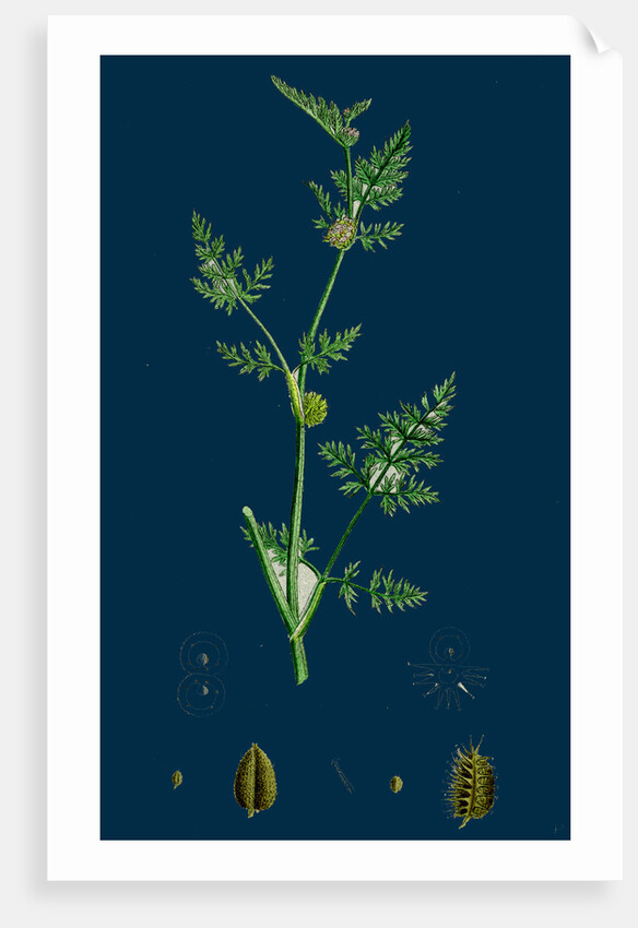 Caucalis Nodosa; Knotted Hedge-Parsley by Anonymous