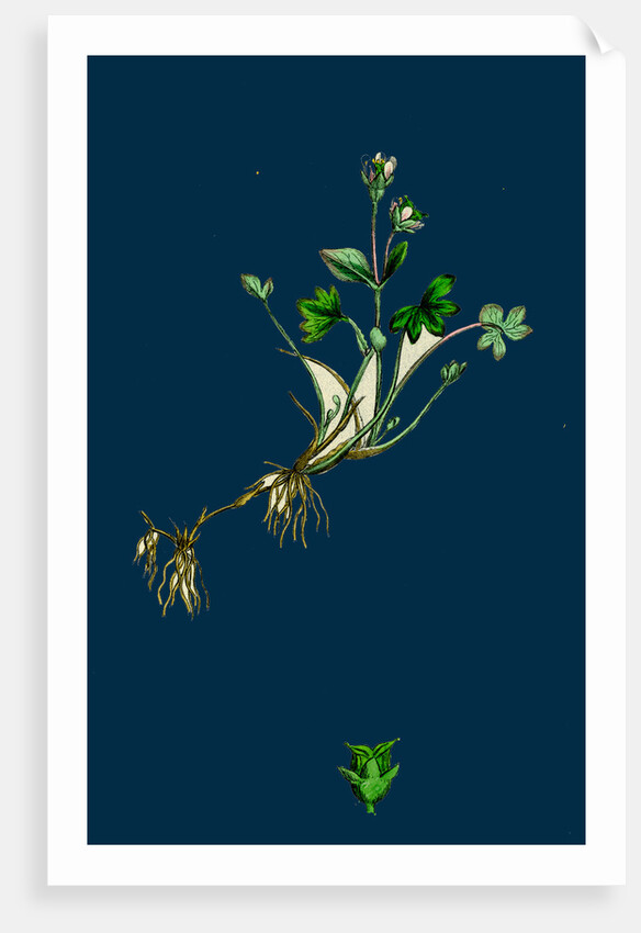 Saxifraga Rivularis; Alpine Brook Saxifrage by Anonymous