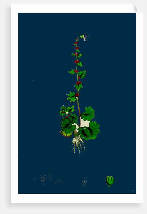 Saxifraga Cernua; Drooping Alpine Saxifrage by Anonymous