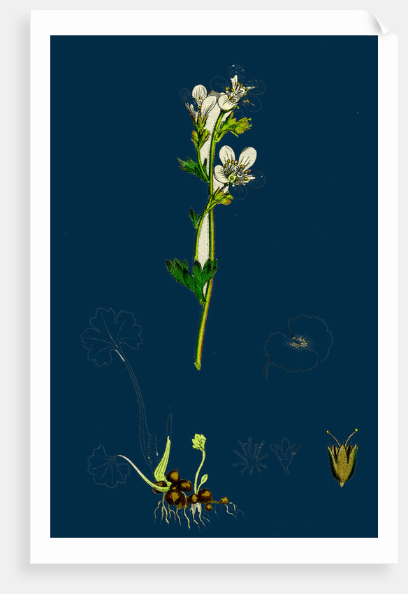 Saxifraga Granulata; White Meadow Saxifrage by Anonymous