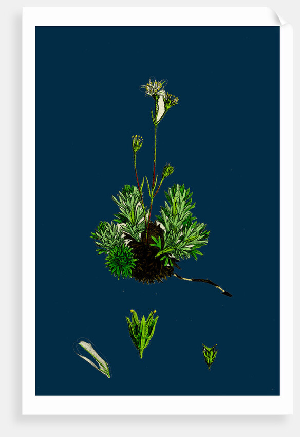 Saxifraga Hirta, Var. Affinis; Irish Mossy Saxifrage, Var. Y. by Anonymous