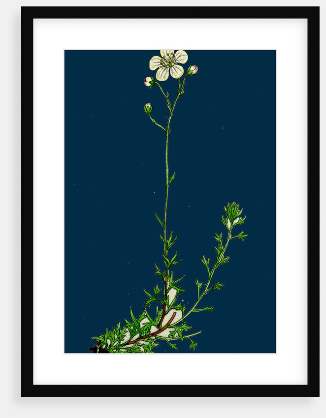 Saxifraga Eu-Hypnoides, Var. Platypetala; Mossy Saxifrage, Var. A. by Anonymous