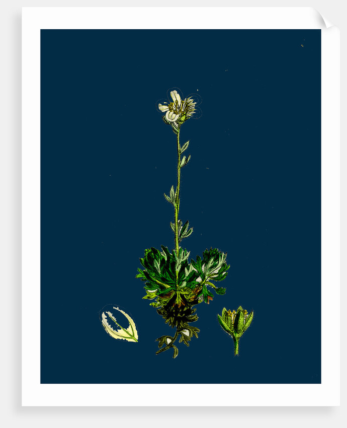 Saxifraga Hirta, Var. Incurvifolia; Irish Mossy Saxifrage, Var. B. by Anonymous