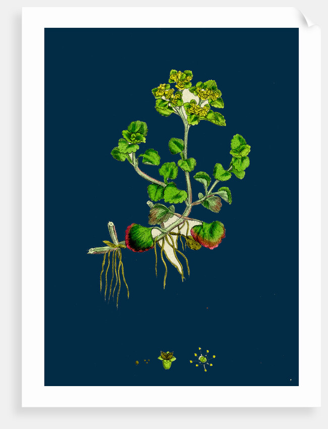 Chrysosplenium Oppositifolium; Opposite-Leaved Golden-Saxifrage by Anonymous