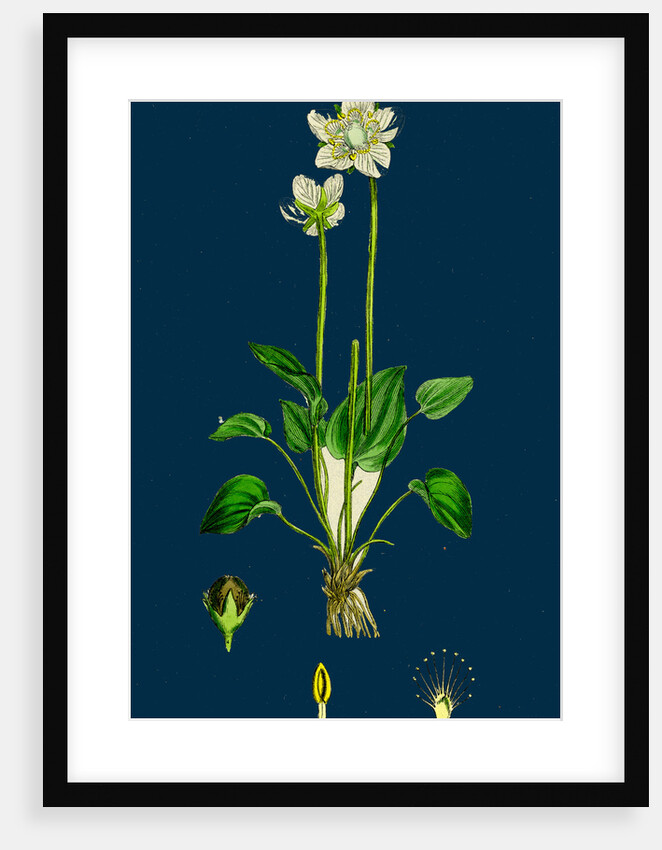 Parnassia Palustris; Grass-of-Parnassus by Anonymous