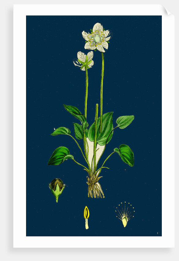 Parnassia Palustris; Grass-of-Parnassus by Anonymous