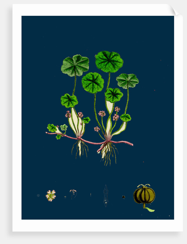 Hydrocotyle Vulgaris; Marsh Pennywort by Anonymous