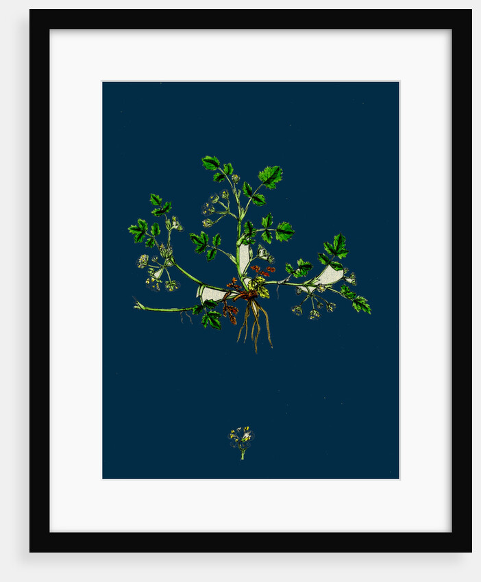 Helosciadium Nodiflorum, Var. Repens; Procumbent Water-Parsnip, Var. B. by Anonymous