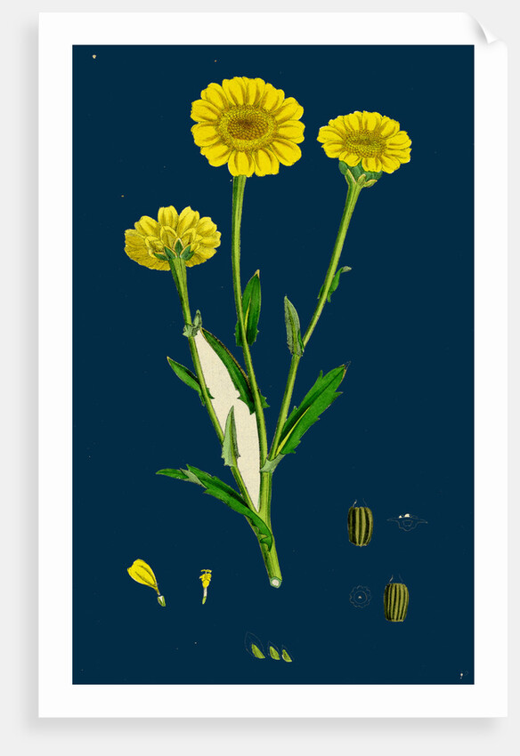 Chrysanthemum Segetum; Corn Marigold by Anonymous