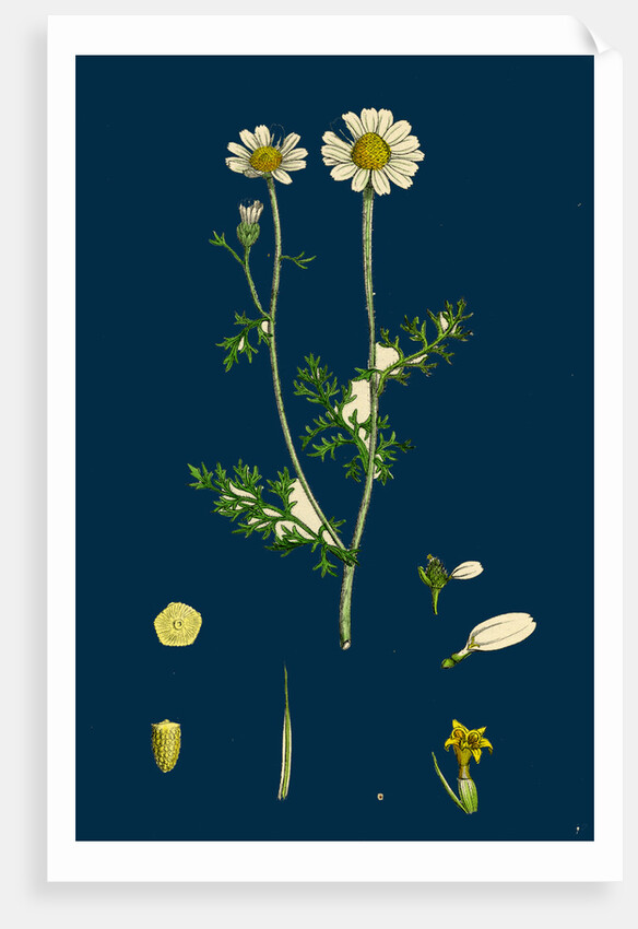 Anthemis Cotula; Stinking Mayweed by Anonymous