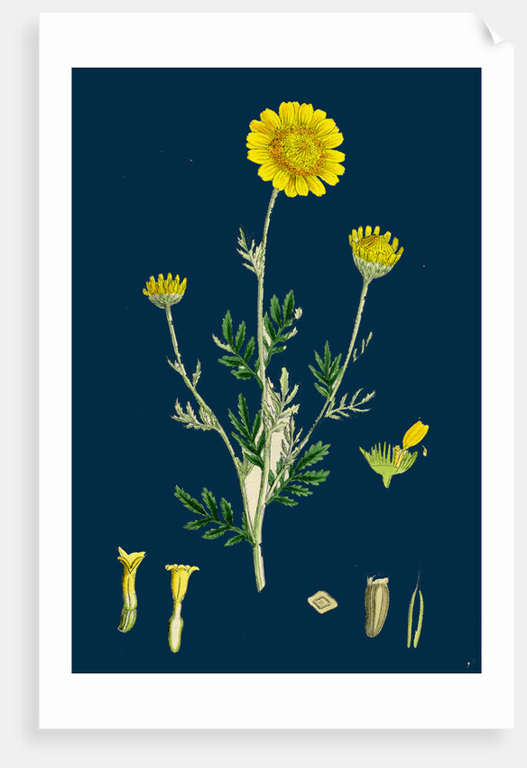 Anthemis Tinctoria; Ox-Eye Chamomile by Anonymous