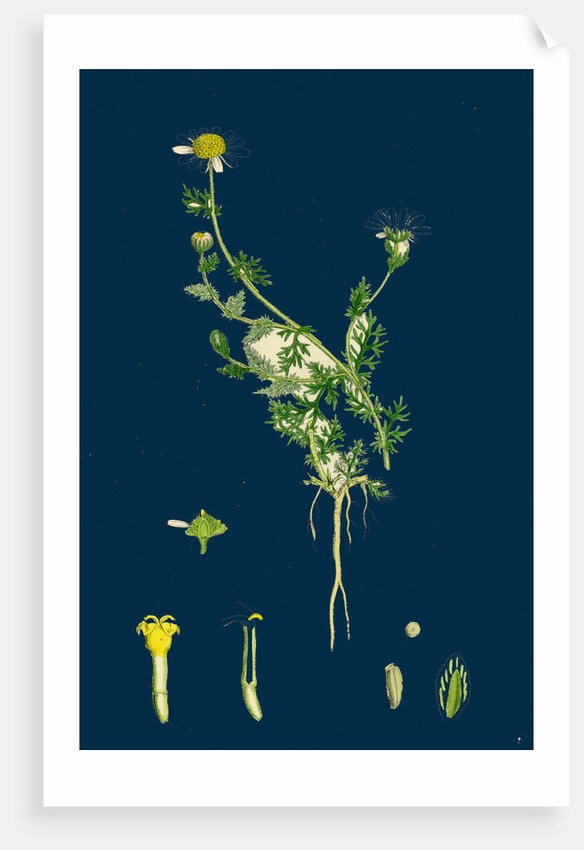 Anthemis Nobilis; Common Chamomile by Anonymous