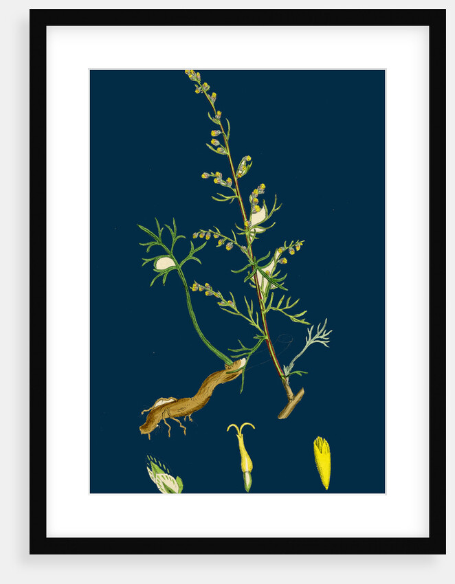 Artemisia Campestris; Field Southernwood by Anonymous