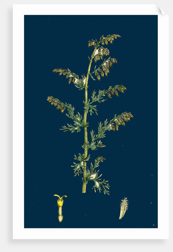 Artemisia Maritima, Var. Genuina; Sea Wormwood, Var. A. by Anonymous