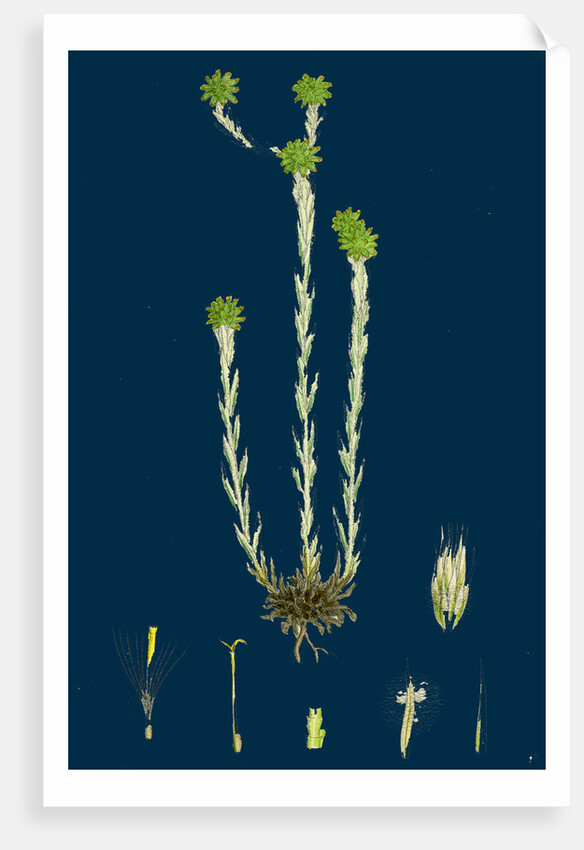 Filago Germanica; Common Cudweed by Anonymous